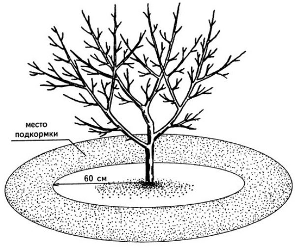  Schema de îngrășământ în cercul cireșelor