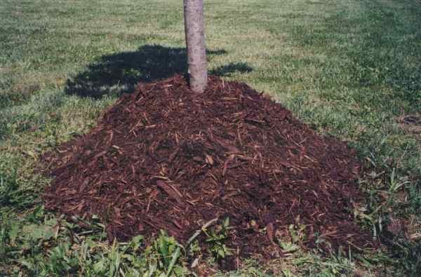  Mulțirea solului va ajuta la protejarea rădăcinilor de cireșe de îngheț