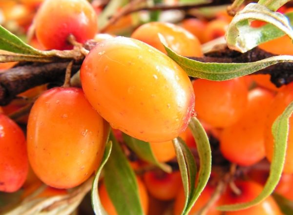  Proprietà utili e controindicazioni dell'olivello spinoso, ricette della medicina tradizionale