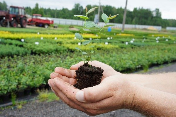  Από τους σπόρους του βατόμουρου μπορεί να αναπτυχθεί ένα πλήρες δενδρύλλιο
