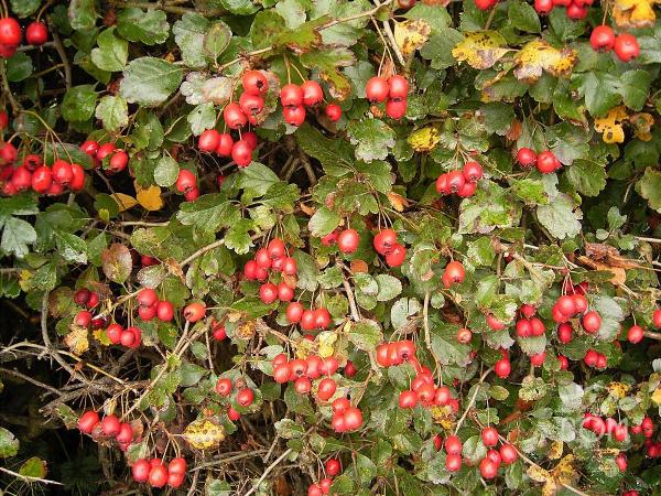  Hawthorn comum