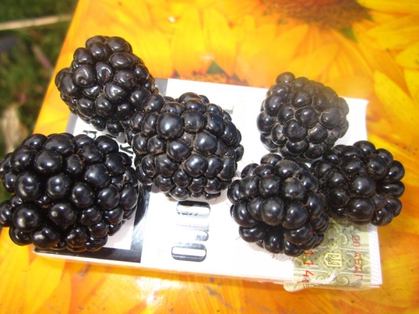  A fruta da amora da variedade Chester distingue-se pelo seu grande tamanho, até 20 kg de bagas podem ser colhidas de um arbusto.