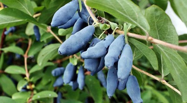  Honeysuckle berries on the bush