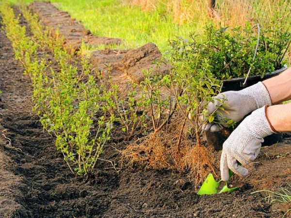  Hawthorn melhor plantado em um terreno ensolarado