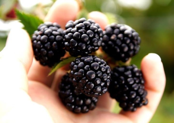  Blackberry tem antipirético, colerético, antioxidante e outras propriedades.