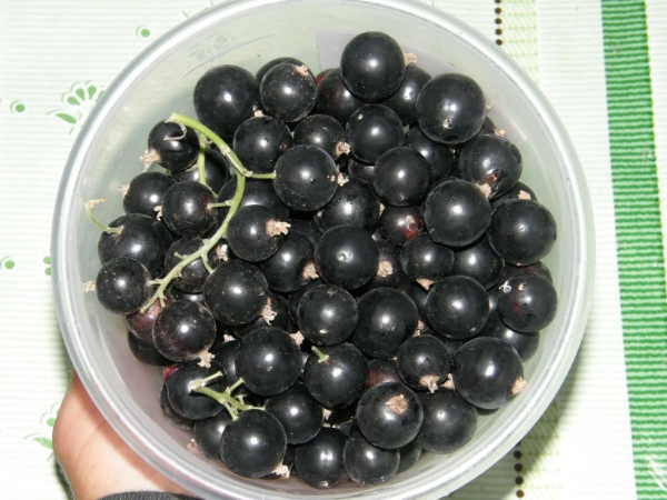  Currant varieties Selechenskaya different winter hardiness, high yield, large berries