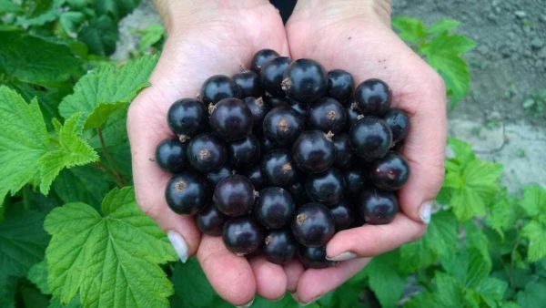  Black currant crop