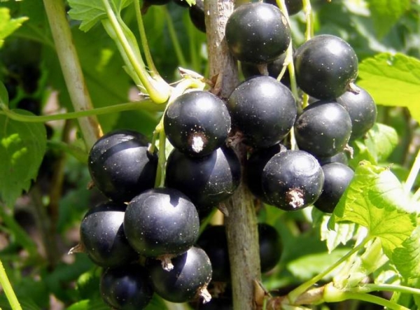  Selechenskaya black currant varieties: description and characteristics, planting and care, breeding