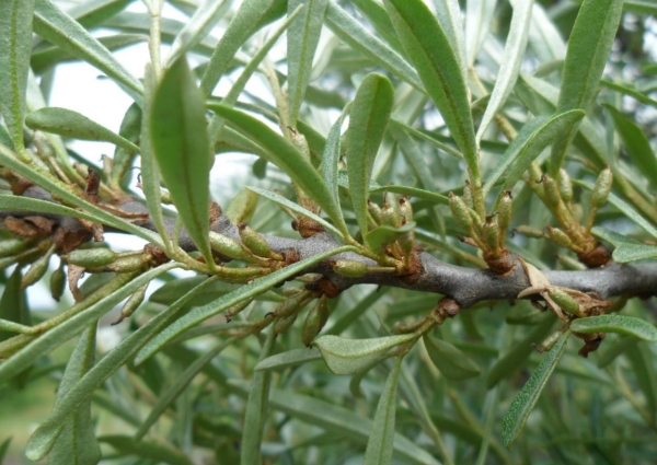  Las hojas de espino amarillo contienen muchos nutrientes y vitaminas, se usan para hacer decocciones y tés.