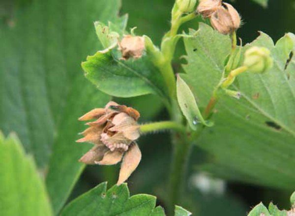  Knospen von Vims Erdbeeren beschädigt durch Himbeer-Erdbeer-Rüsselkäfer