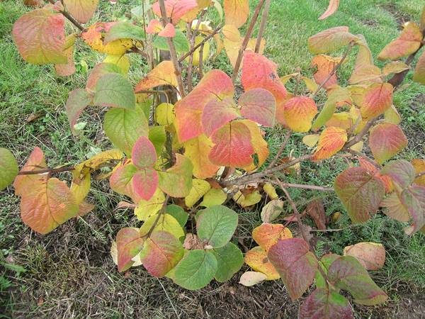  No outono, a Gordovina Kalina é alimentada com fertilizantes húmus, fosfato e potássio.