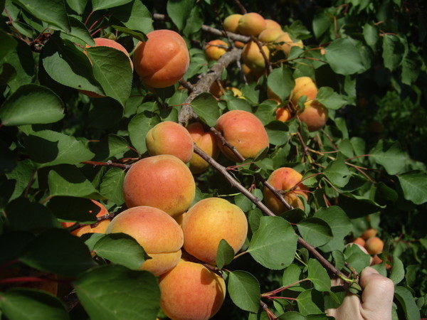  Aprikosensorte mit roten Backen