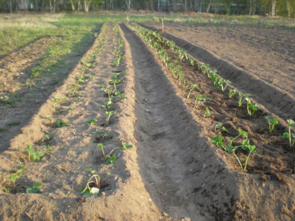  Frisch gepflanzte Kimberley-Erdbeeren