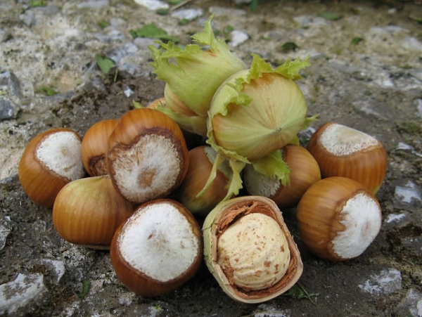  În medicina populară, ulei de nuci aplicat, coaja și frunze, fructe