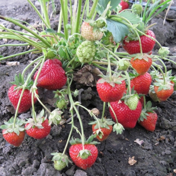  Fraises du jardin Wima Xima