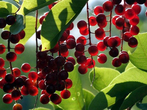  Les anthocyanes contenus dans la cerise d'oiseau rouge renforcent la vision