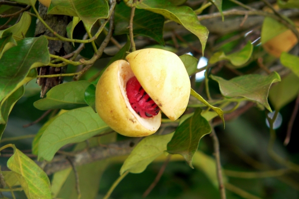  Muskot är hjärtat av muskotnötfrukten, något som en aprikoskärna