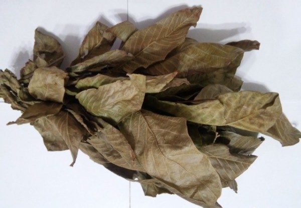  Αποξηραμένα φύλλα καρυδιάς
