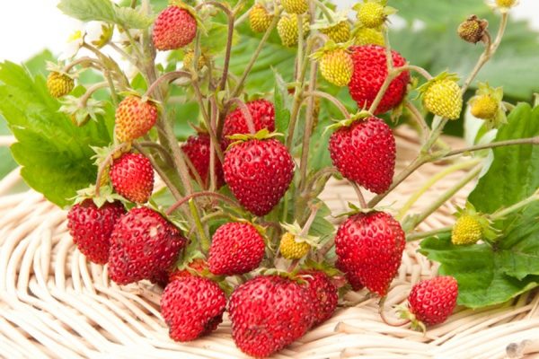  Der Wiederaufbau von Erdbeeren trägt vom Frühsommer bis zum Spätherbst Früchte.