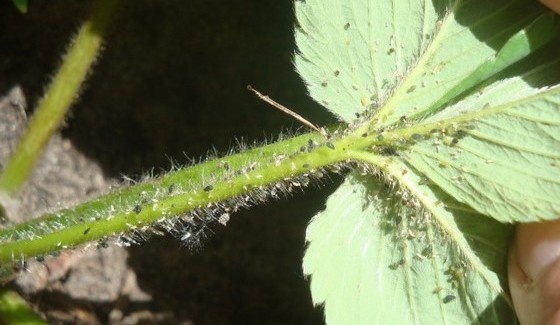  Aphids on strawberries