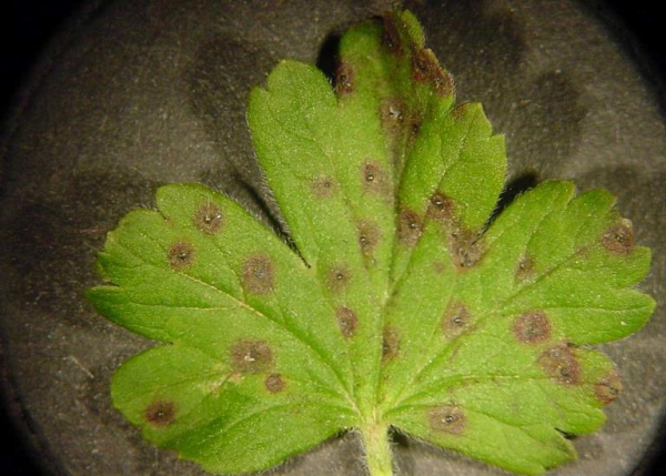  Para el tratamiento de la antracnosis, las hojas de grosella espinosa necesitan quemarse, rociar con vitriolo azul y mezcla de Bordeaux
