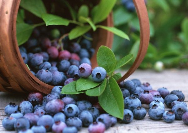  Heidelbeerbeeren können Schwäche, Kopfschmerzen, Übelkeit und Erbrechen verursachen.