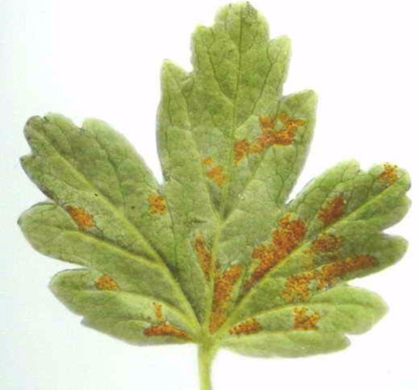 La oxidación del vidrio afecta a las hojas de grosella, las bayas se vuelven feas y se caen