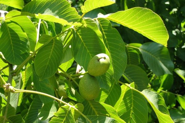  Chi nhánh Walnut có lá và quả xanh