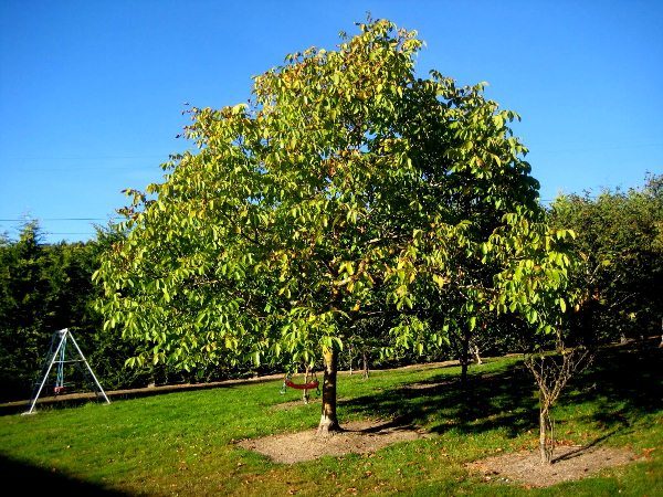  अखरोट आदर्श - यह एक प्रमुख पेड़ है और आस-पास लगाए जाने वाले हर चीज को बर्बाद कर दिया जाता है