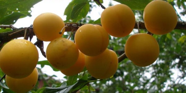  Cherry δαμάσκηνο ή ρωσικό δαμάσκηνο