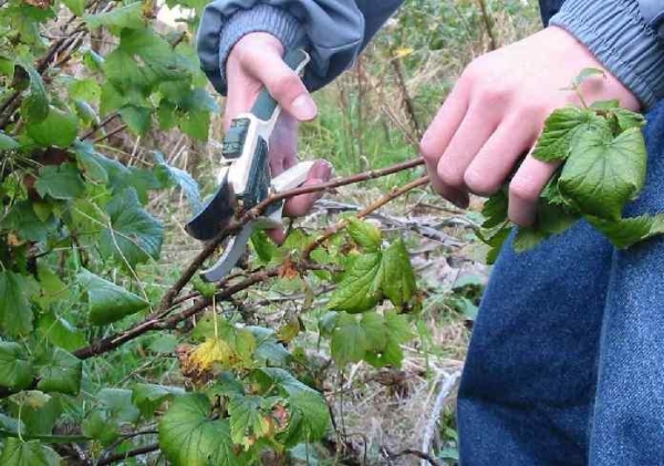  Currant pruning is carried out to form the correct shape of the bush, clean the damaged and diseased branches, rejuvenate the old bush