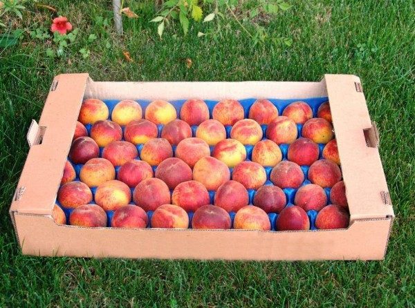  Färska persikor är välbevarade och lätt transporteras i specialfack med celler.