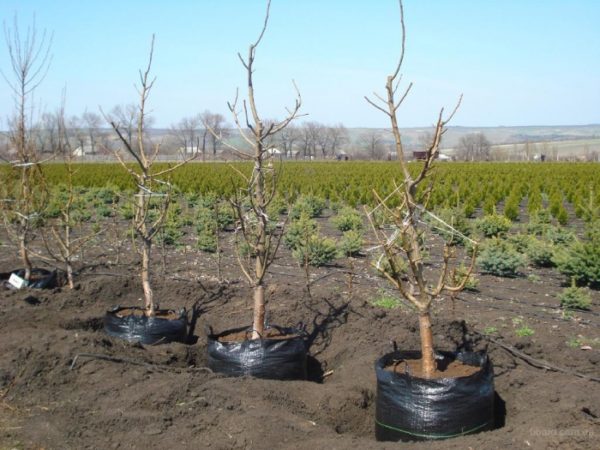  Pfirsichsämlinge bereit zum Pflanzen