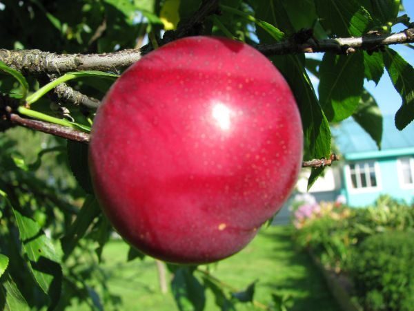  Ruby cherry plum