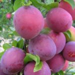  Cort mare de fructe Alycha