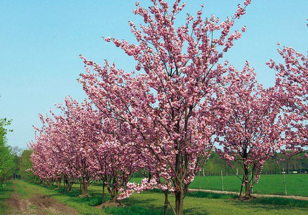  Πουλί κερασιού Prunus Amanogawa (Sakura)