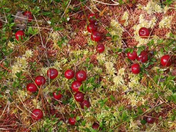  In Russland wachsen Cranberries in Sümpfen und in rohen Nadelwäldern