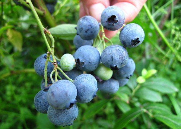  Blaubeeren werden als wirksames Heilmittel für Beriberi verwendet. Darüber hinaus wird diese Beere wegen ihrer verjüngenden und antioxidativen Eigenschaften geschätzt