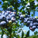  Blaubeer-Blues