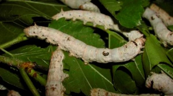  Caterpillars of downy silkworm skada körsbärsplommon löv