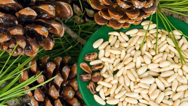  Pine nötter, användbara för kvinnokroppen