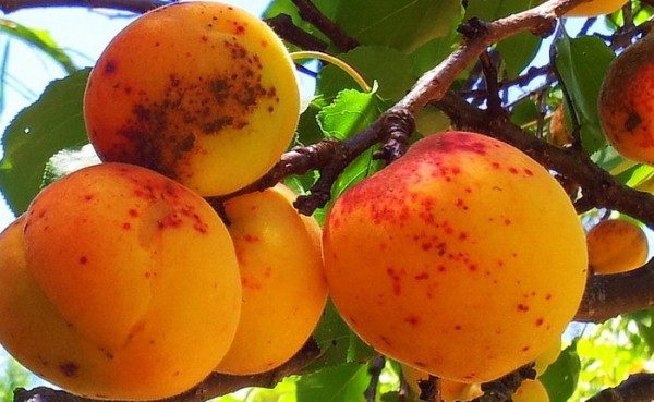  Klyasterosporioz apricot Triumph North