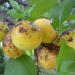  Apricot klyasterosporioz