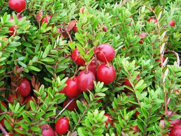  Canneberge à gros fruits