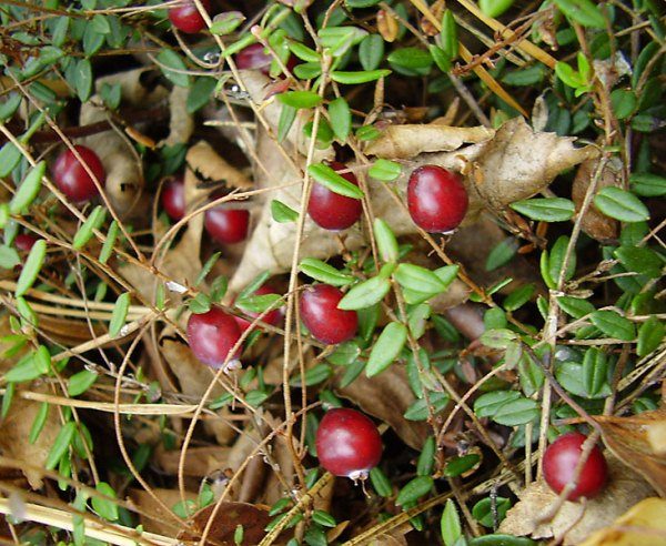  Cranberry kleinfruchtig