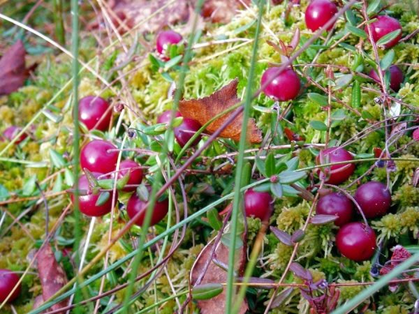  Gemeinsame Cranberries