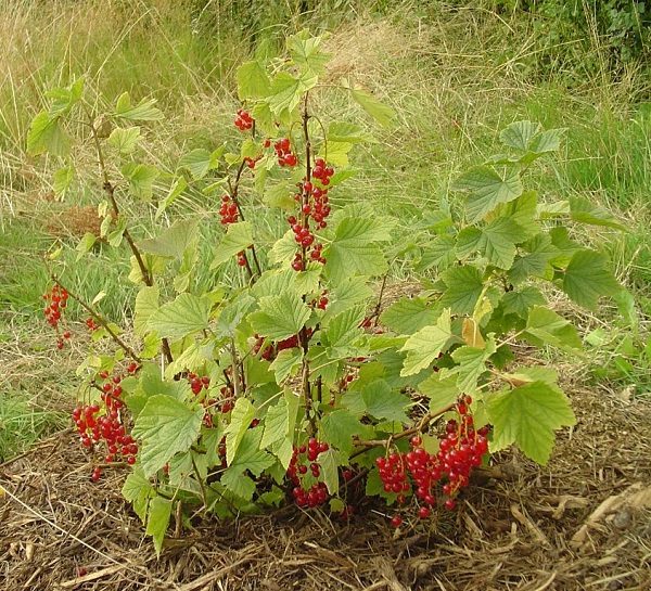  Arbusto joven de grosella roja