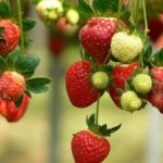  Herzberg große Erdbeeren