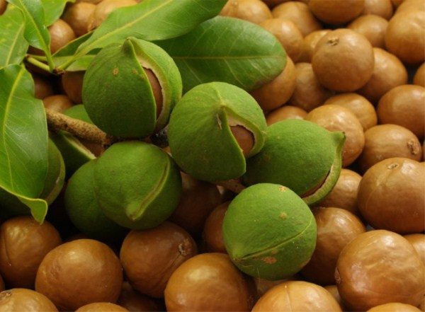  Macadamia Nut