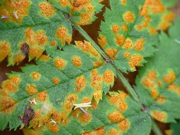  Mancha de laranja em folhas de Maak pássaro cereja